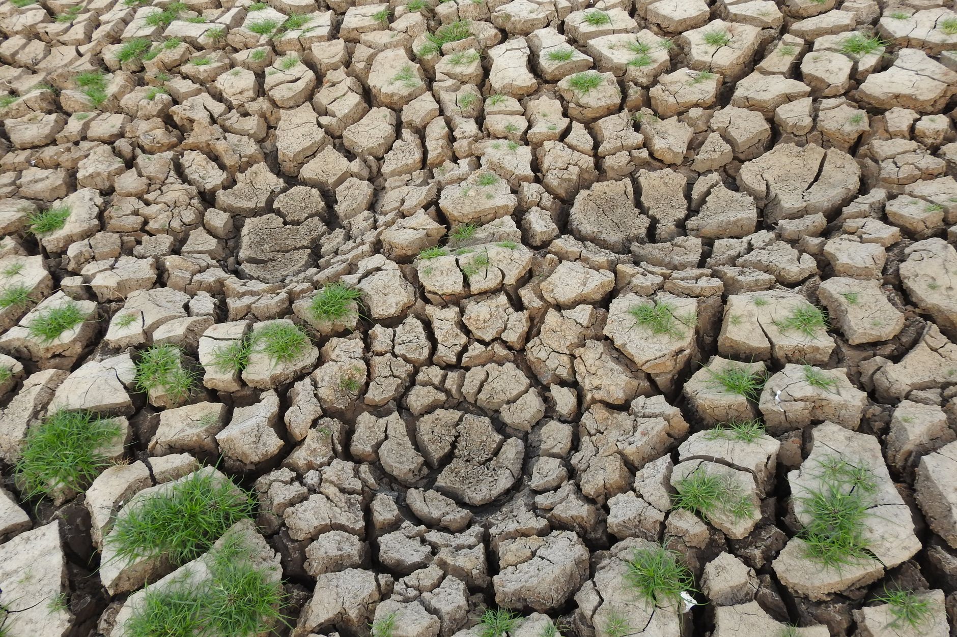 Météo et prix des légumes à Maurice : une réalité économique